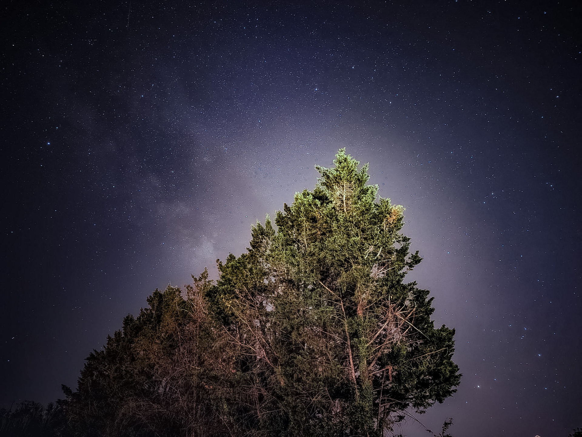 Milky Way glow rising behind a silhouetted pine tree
